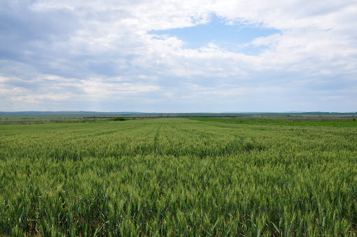 Field