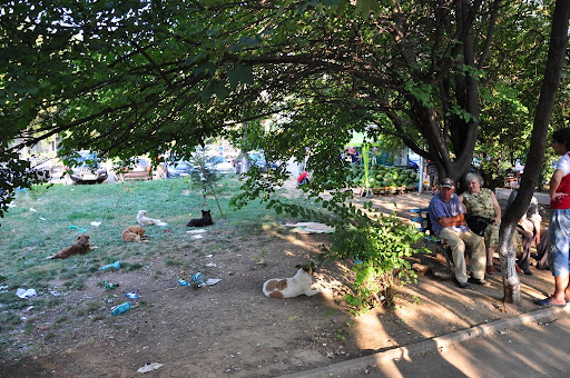 There is no problem with homeless dogs