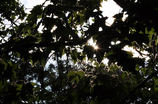 The sun