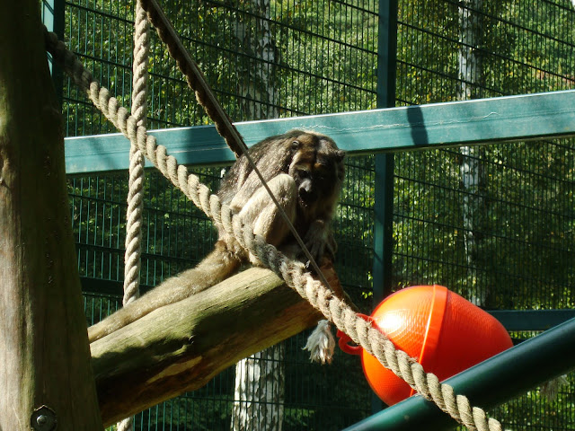 Wyjec czarny - Zoo Oliwa