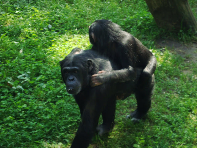 Szympansy z oliwskiego zoo