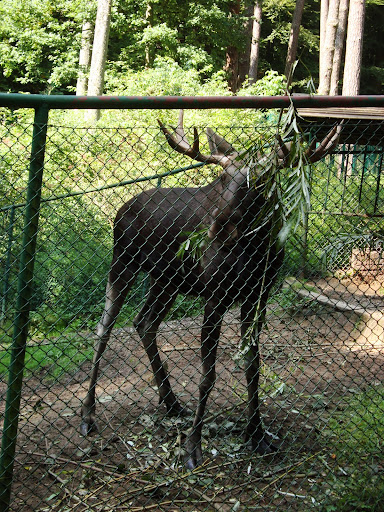 Widoczne na zdjęciu gałęzie zostały kilka chwil wcześniej wrzucone na wybieg łosia przez zwiedzających