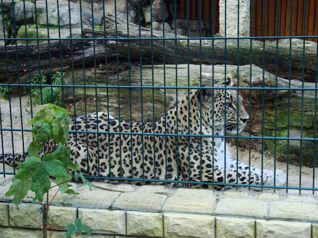Pantera perska - Zoo Oliwa