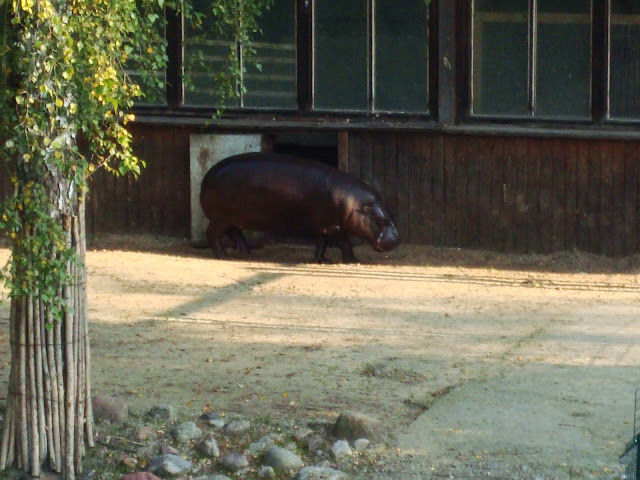 Hipopotam karłowaty - Zoo Oliwa