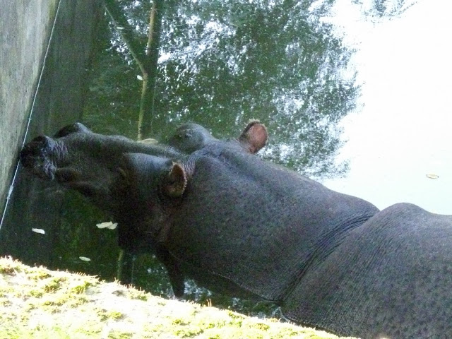 Hipopotam nilowy - Zoo Oliwa