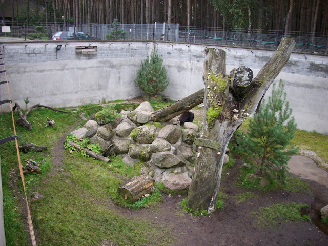 Wybieg niedźwiedzia himalajskiego - Zoo Człuchów (widok od południa)