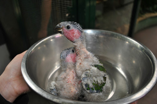 Młode damy niebieskobrzuche, które wykluły się 19 sierpnia w toruńskim zoo (fot. Zoo Toruń) Młode damy niebieskobrzuche, które wykluły się 19 sierpnia w toruńskim zoo (fot. Zoo Toruń)