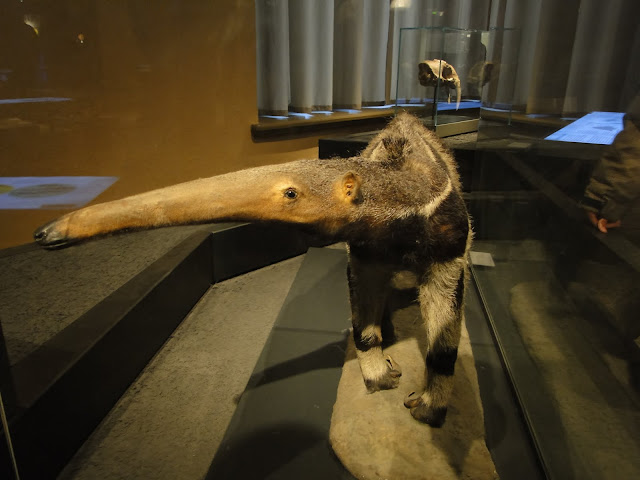Mrówkojad z Museum fur Naturkunde (fot. ZooDlaDzieci)