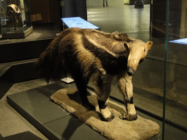 Mrówkojad z Museum fur Naturkunde (fot. ZooDlaDzieci)