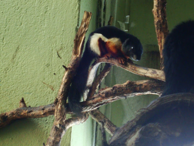 Wiewiórka trójbarwna - Zoo Wrocław