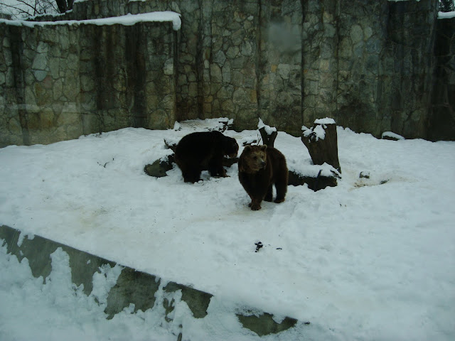 Tymczasowe lokatorki wrocławskiego zoo na wybiegu