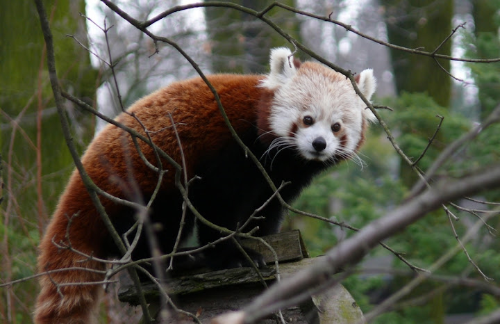 Panda mała