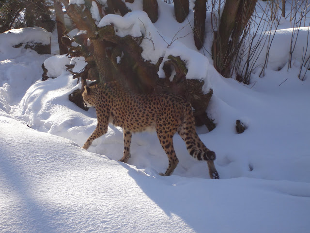 Gepard
