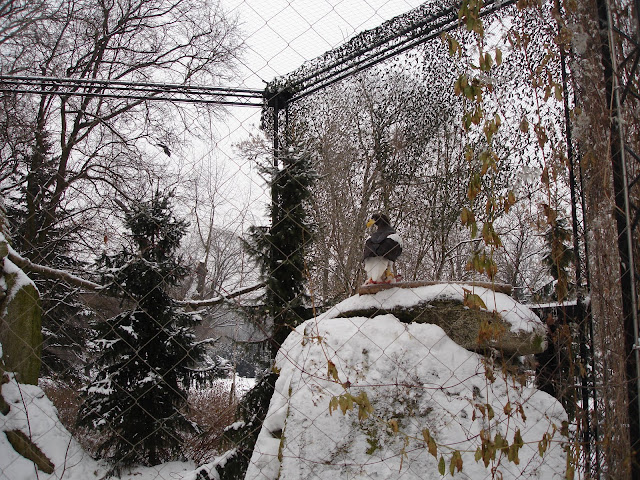 Orłan