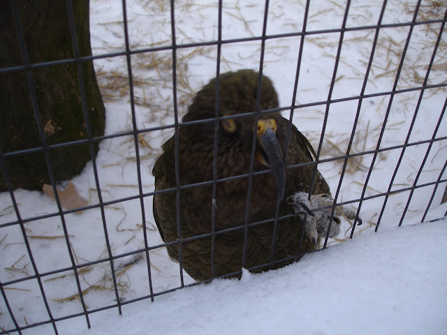 Kea