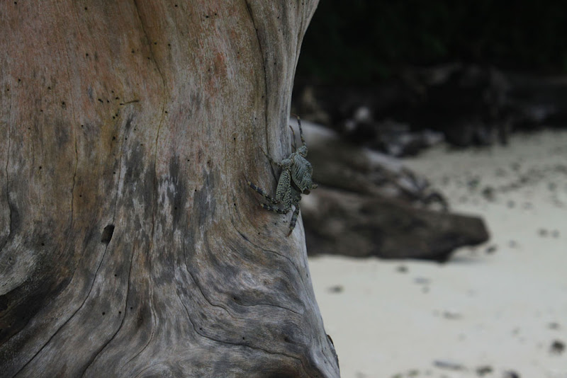 Beach_Krui_Crab_Lampung_Sumatra_Indonesia