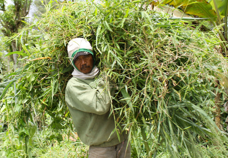 Man with grass_West Lampung_Ranau Lake_Lumbok Village_Sumatra_Indonesia