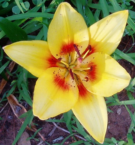 [712 yekkow lily 1[2].jpg]