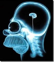 cervello cervello