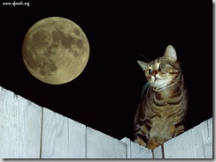 Il gatto e la luna