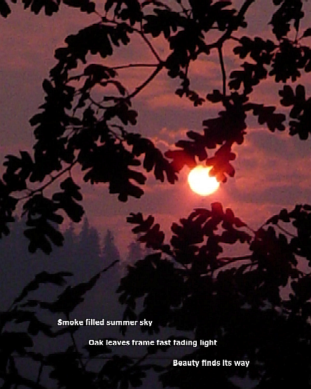 Smoke filled summer sky       Oak leaves frame fast fading light                              Beauty finds its way