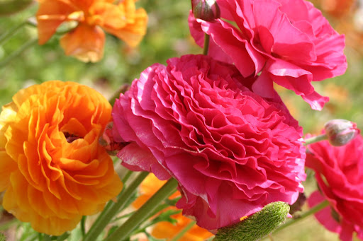 Болезное живтоне