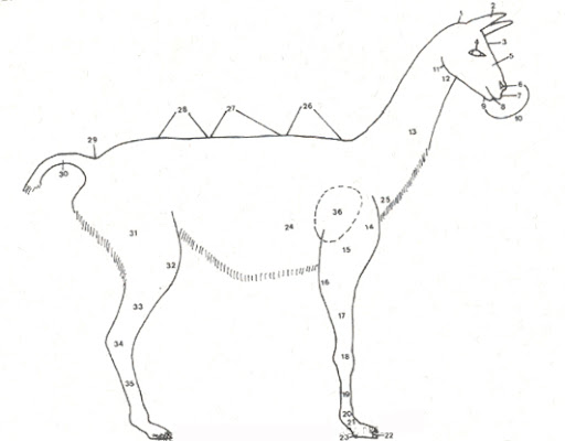 Morphologie alpaga
