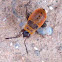 Larva de zapatero
