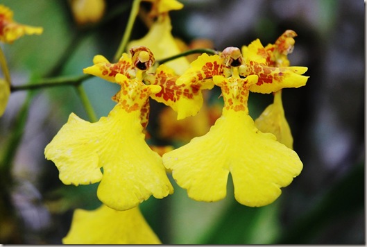 orquidea_bonecas_NET