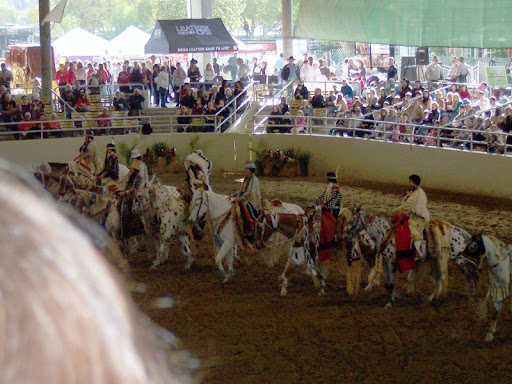 (Calizona Appaloosa Horse Club appaloosa horse club. (Calizona Appaloosa Horse Club