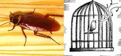 [Cockroach1[4].jpg]