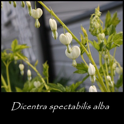 [dicentra spectabilis alba[3].jpg]