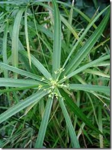 planta papiro