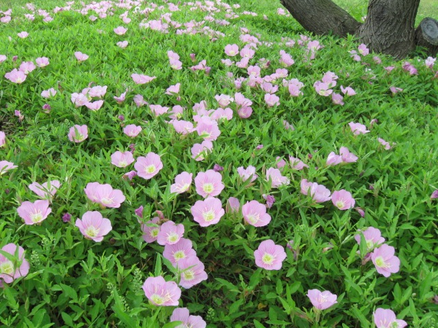 [2010wildflowersvalleytrip0054.jpg]