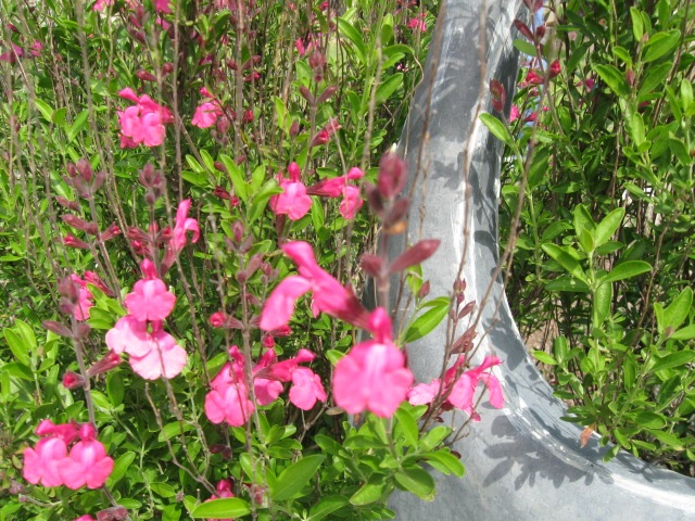 [2010 first flowers of spring 017[3].jpg]