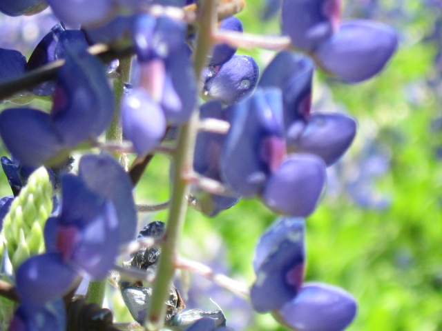 [bluebonnetcloseup5.jpg]