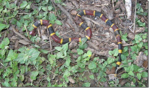 2010 Virgin of Guadalupe coral snake 005