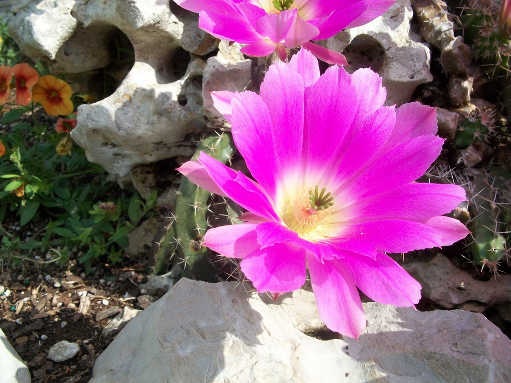 [cactus flowers and happy homemaker 002[4].jpg]