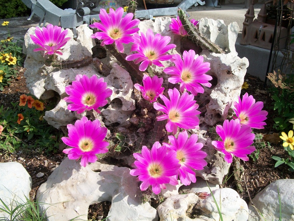 [cactus flowers and happy homemaker 004[4].jpg]