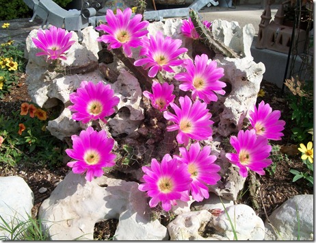 cactus flowers and happy homemaker 004
