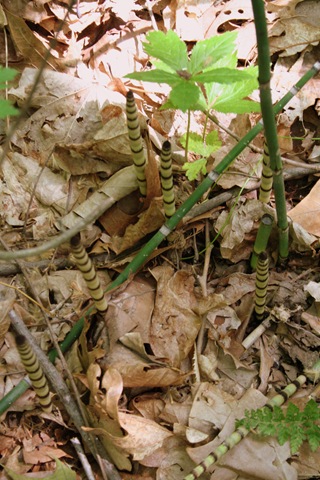 [HuntingCamp382.jpg]
