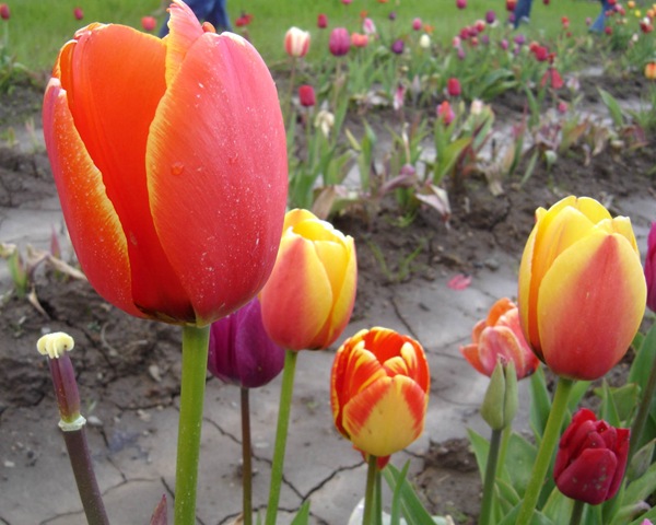 [tulips[2].jpg]