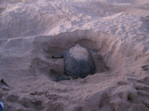 Baby Turtle Beach