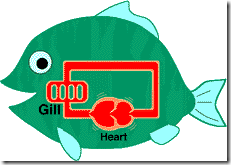 Fish Circulatory System Cartoon