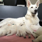 album Pups