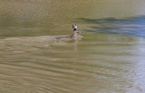 deer