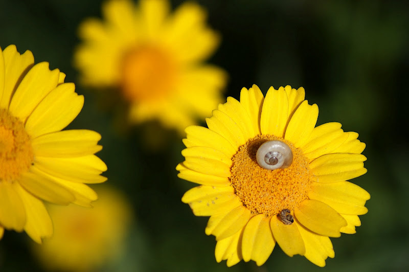 Detalhes, o caracol no malmequer