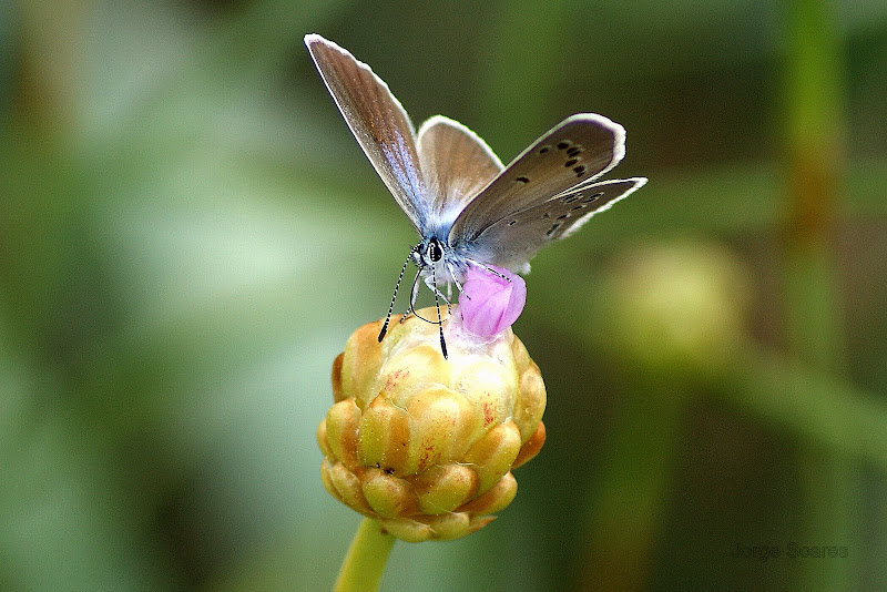 Borboleta na flor