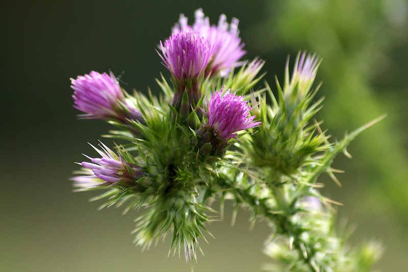 As cores da flor de Cardo