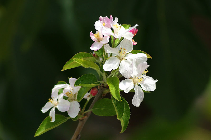 Flor de macieira